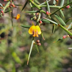 Daviesia ulicifolia subsp. ulicifolia at Monga, NSW - 1 Sep 2024