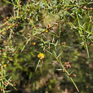 Daviesia ulicifolia subsp. ulicifolia at Monga, NSW - 1 Sep 2024 10:07 AM