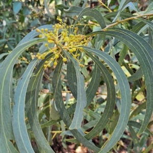 Acacia falciformis at Monga, NSW - 1 Sep 2024