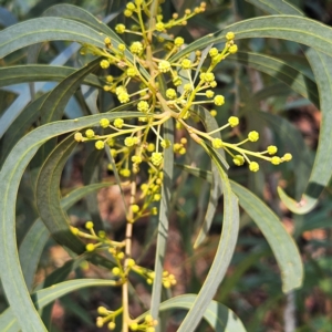 Acacia falciformis at Monga, NSW - 1 Sep 2024 10:09 AM