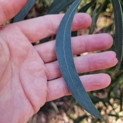 Acacia falciformis at Monga, NSW - 1 Sep 2024