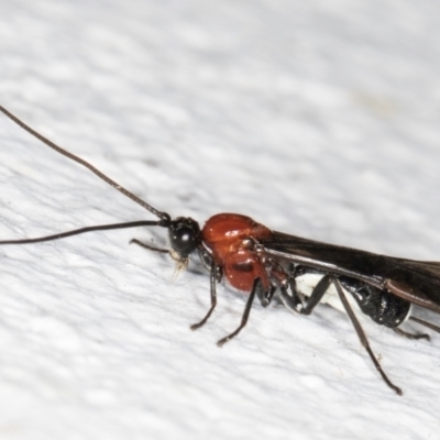 Campyloneurus sp (genus) (A Braconid wasp) at Melba, ACT - 31 Aug 2024 by kasiaaus