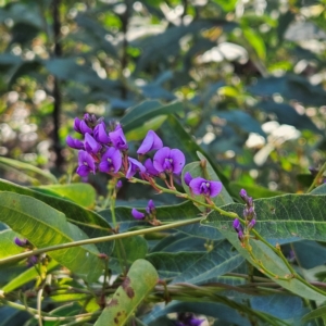 Hardenbergia violacea at Monga, NSW - 1 Sep 2024