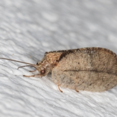 Drepanacra binocula (Notched brown lacewing) at Melba, ACT - 31 Aug 2024 by kasiaaus