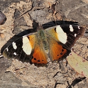 Vanessa itea at Monga, NSW - 1 Sep 2024 10:32 AM