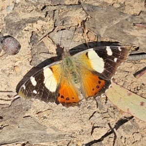 Vanessa itea at Monga, NSW - 1 Sep 2024 10:32 AM