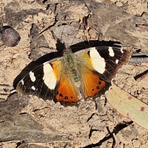 Vanessa itea at Monga, NSW - 1 Sep 2024 10:32 AM