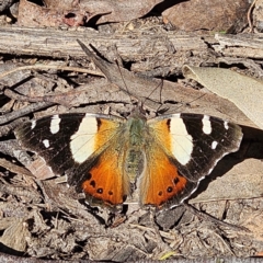 Vanessa itea at Monga, NSW - 1 Sep 2024 10:32 AM