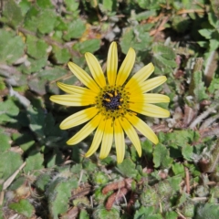 Arctotheca calendula (Capeweed, Cape Dandelion) at Braidwood, NSW - 1 Sep 2024 by MatthewFrawley