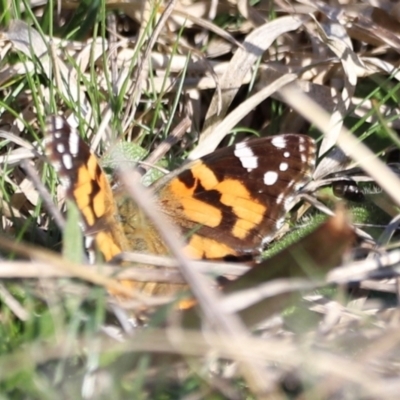 Vanessa kershawi (Australian Painted Lady) at Whitlam, ACT - 31 Aug 2024 by JimL