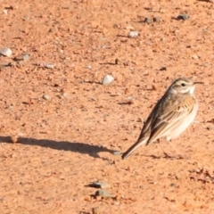 Anthus australis (Australian Pipit) at Whitlam, ACT - 31 Aug 2024 by JimL