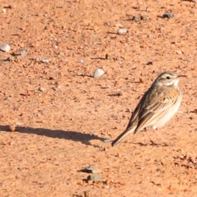 Anthus australis (Australian Pipit) at Whitlam, ACT - 31 Aug 2024 by JimL