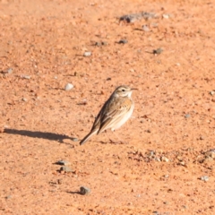 Anthus australis at Whitlam, ACT - 1 Sep 2024