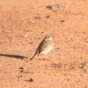 Anthus australis at Whitlam, ACT - 1 Sep 2024