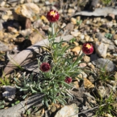 Leucochrysum albicans subsp. tricolor at Captains Flat, NSW - 1 Sep 2024