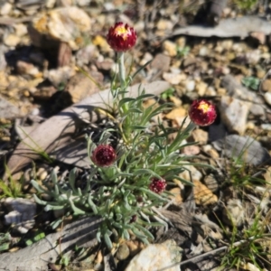 Leucochrysum albicans subsp. tricolor at Captains Flat, NSW - 1 Sep 2024