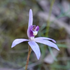 Cyanicula caerulea (Blue Fingers, Blue Fairies) at Cowra, NSW - 29 Aug 2024 by RobG1