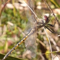 Hemicordulia tau (Tau Emerald) at Monga, NSW - 31 Aug 2024 by MatthewFrawley