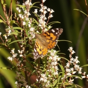 Vanessa kershawi at Monga, NSW - 1 Sep 2024 10:04 AM