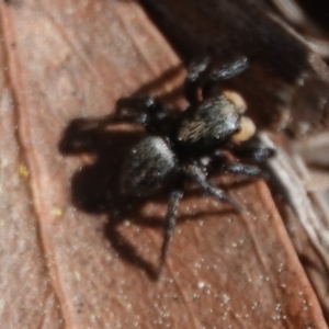 Salticidae sp. 'Golden palps' at Hall, ACT - 1 Sep 2024 11:51 AM