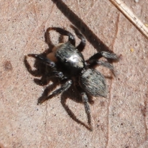 Salticidae sp. 'Golden palps' at Hall, ACT - 1 Sep 2024 11:51 AM