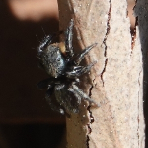 Salticidae sp. 'Golden palps' at Hall, ACT - 1 Sep 2024 11:51 AM