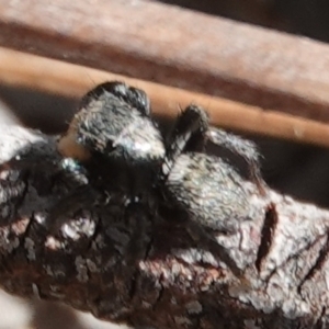 Salticidae sp. 'Golden palps' at Hall, ACT - 1 Sep 2024 11:51 AM