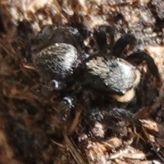 Salticidae sp. 'Golden palps' at Hall, ACT - 1 Sep 2024 11:51 AM