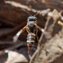 Cerceris sp. (genus) (Unidentified Cerceris wasp) at Pialligo, ACT - 1 Sep 2024 by RomanSoroka