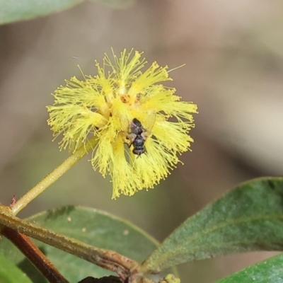 Diptera (order) (Fly - Unidentified) at Wodonga, VIC - 30 Aug 2024 by KylieWaldon