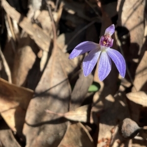 Cyanicula caerulea at Aranda, ACT - suppressed