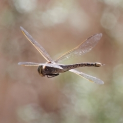 Anax papuensis (Australian Emperor) at Pialligo, ACT - 1 Sep 2024 by RomanSoroka