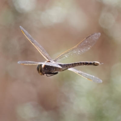 Anax papuensis (Australian Emperor) at Pialligo, ACT - 31 Aug 2024 by RomanSoroka