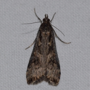 Nomophila corticalis at Jerrabomberra, NSW - 31 Aug 2024