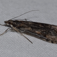 Nomophila corticalis at Jerrabomberra, NSW - 31 Aug 2024