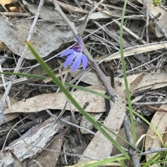 Cyanicula caerulea (Blue Fingers, Blue Fairies) at Aranda, ACT - 1 Sep 2024 by Jennybach