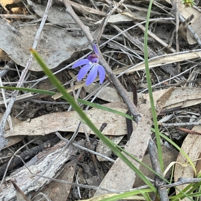 Cyanicula caerulea (Blue Fingers, Blue Fairies) at Aranda, ACT - 1 Sep 2024 by Jennybach