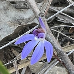 Cyanicula caerulea at Aranda, ACT - 1 Sep 2024