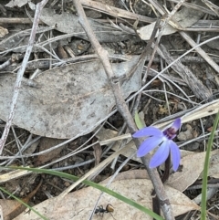 Cyanicula caerulea at Aranda, ACT - 1 Sep 2024