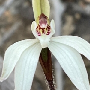 Caladenia fuscata at Aranda, ACT - suppressed