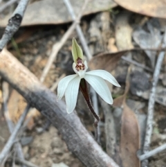 Caladenia fuscata at Aranda, ACT - suppressed