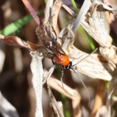 Unidentified Sawfly (Hymenoptera, Symphyta) at Wodonga, VIC - 30 Aug 2024 by KylieWaldon