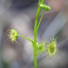 Drosera sp. (A Sundew) at Wodonga, VIC - 30 Aug 2024 by KylieWaldon