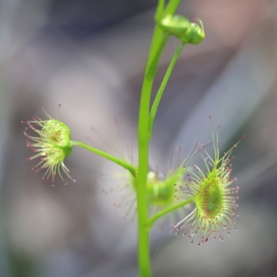 Drosera sp. (A Sundew) at Wodonga, VIC - 30 Aug 2024 by KylieWaldon