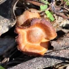 Unidentified Fungus at Wodonga, VIC - 30 Aug 2024 by KylieWaldon