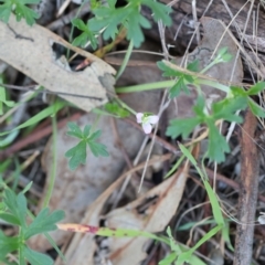 Geranium sp. (Geranium) at Wodonga, VIC - 30 Aug 2024 by KylieWaldon