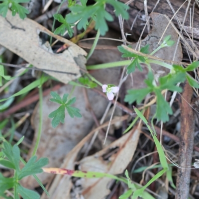 Geranium (genus) (Geranium) at Wodonga, VIC - 30 Aug 2024 by KylieWaldon