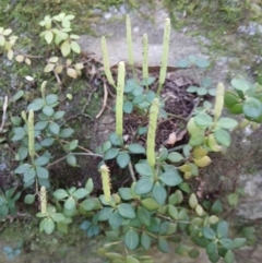 Peperomia tetraphylla (Four-leaved Peperomia) at Curramore, NSW - 1 Sep 2024 by plants