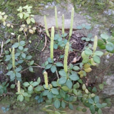 Peperomia tetraphylla (Four-leaved Peperomia) at Curramore, NSW - 1 Sep 2024 by plants