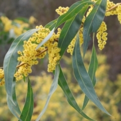 Acacia rubida (Red-stemmed Wattle, Red-leaved Wattle) at West Wodonga, VIC - 31 Aug 2024 by KylieWaldon